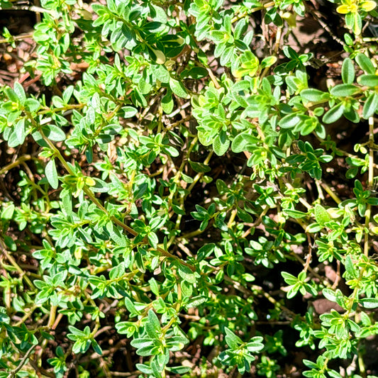 Thymus x citriodorus 'Doone Valley'