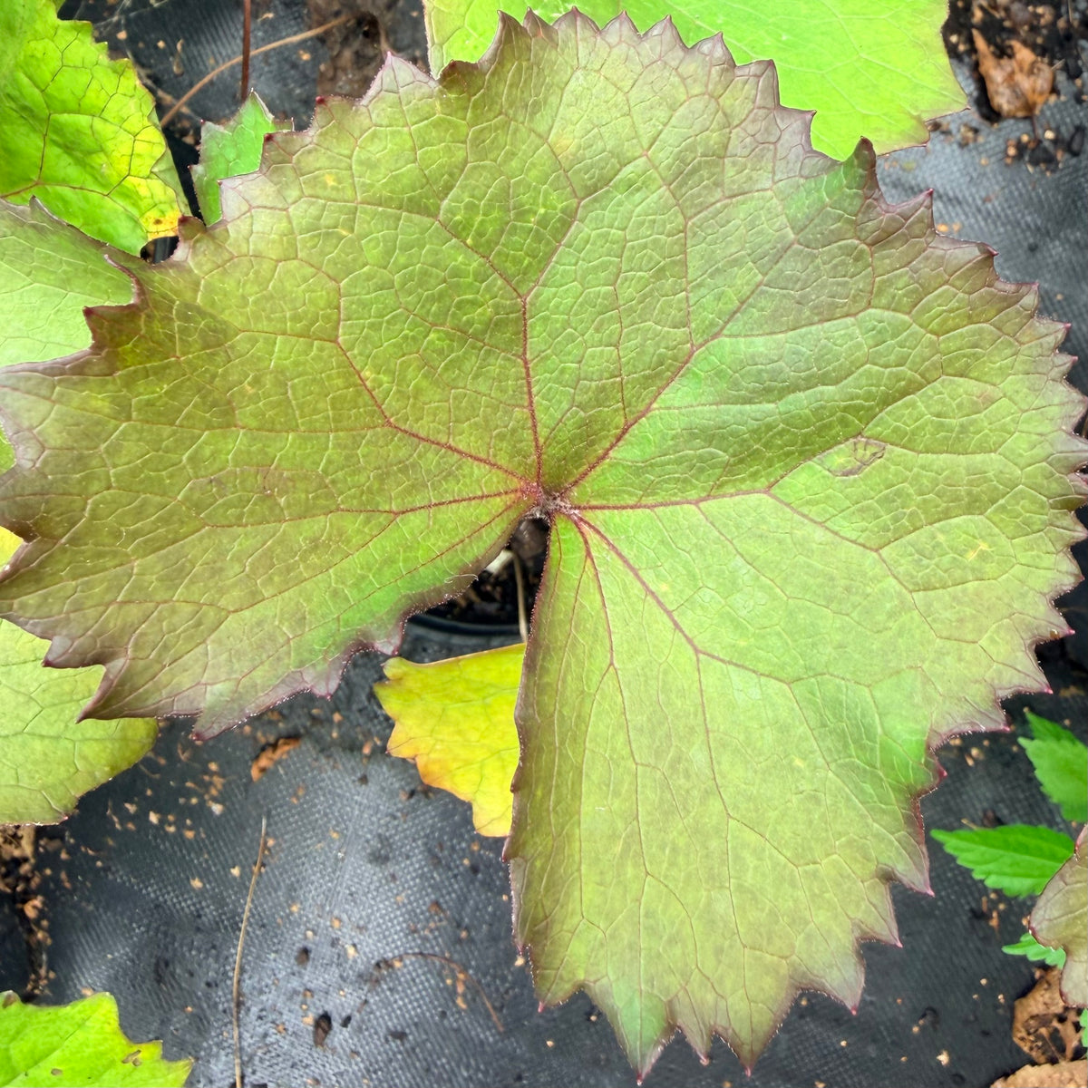 Ligularia dentata 'Othello'