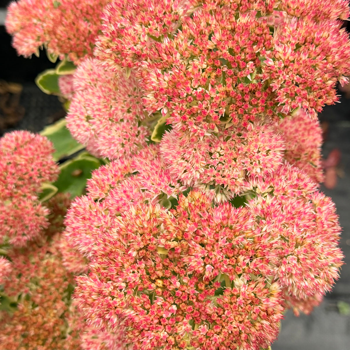 Sedum 'Frosted Fire'