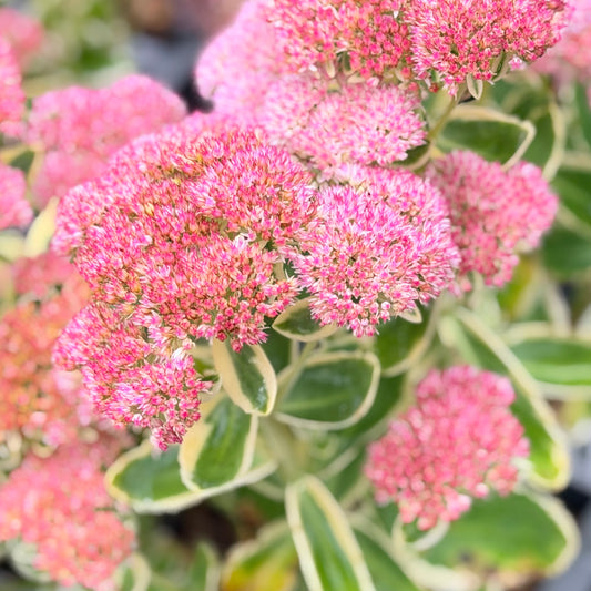 Sedum 'Frosted Fire'
