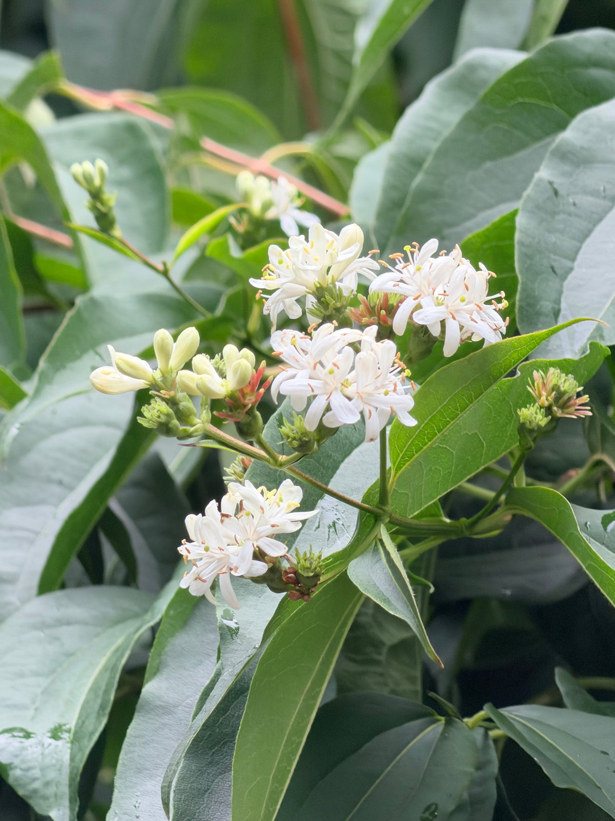 Heptacodium miconioides 'Temple of Bloom' - Seven Son Flower