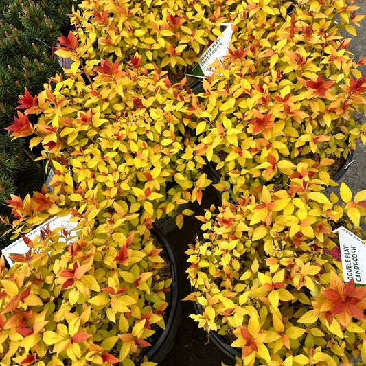 Spiraea Double Play 'Candy Corn'
