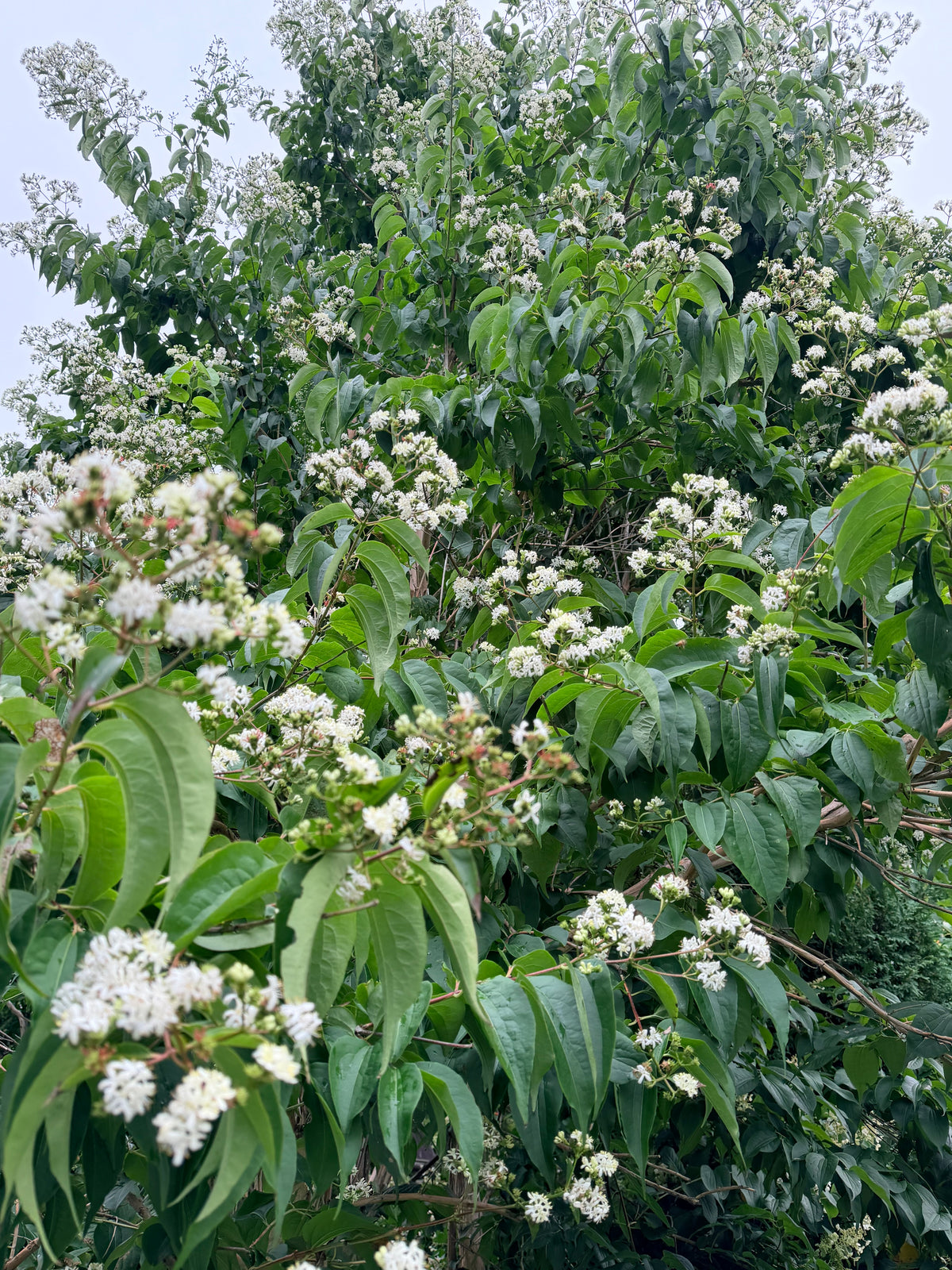 Heptacodium miconioides 'Temple of Bloom' - Seven Son Flower