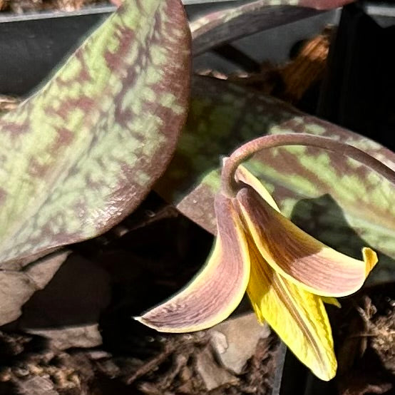 Erythronium americanum (Trout Lily)(Adder's Tongue)
