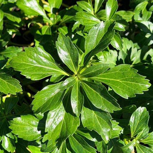 Pachysandra terminalis 'Green Sheen'