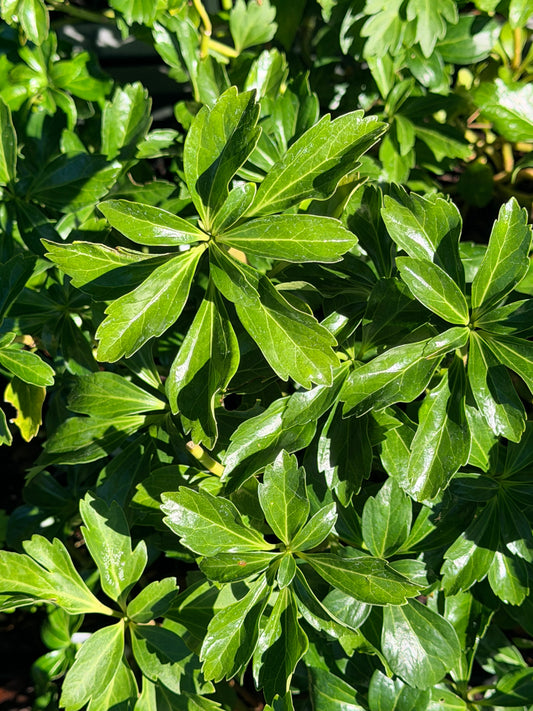 Pachysandra terminalis 'Green Sheen'