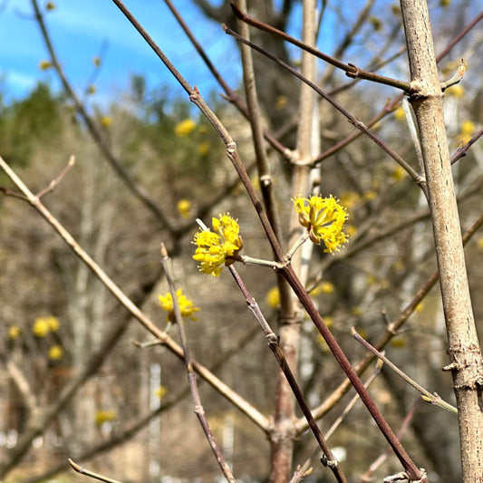 Cornus mas 'Golden Glory' - Corneliancherry Dogwood