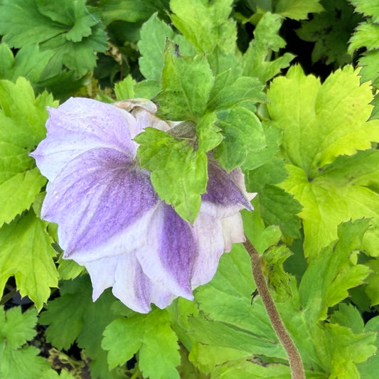 Anemone x hybrida 'Frilly Knickers™' (Japanese Windflower)