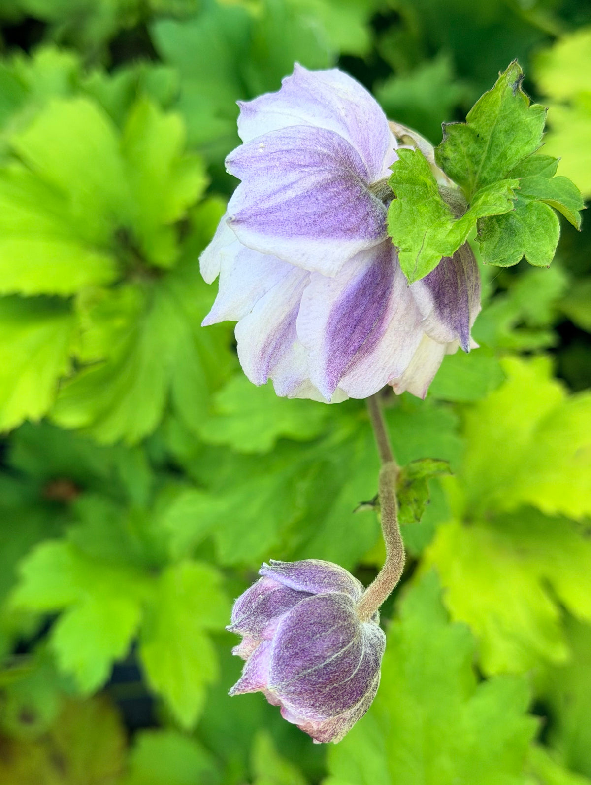 Anemone x hybrida 'Frilly Knickers™' (Japanese Windflower)