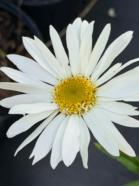 Leucanthemum maximum 'Sweet Daisy® Birdy'