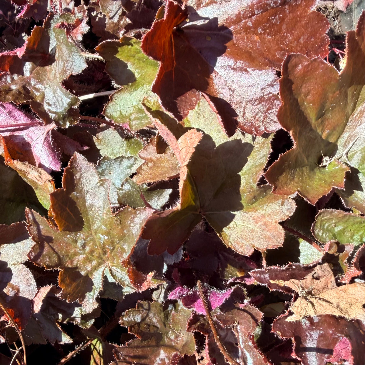 Heuchera x 'Molly Bush' (Coral Bells)