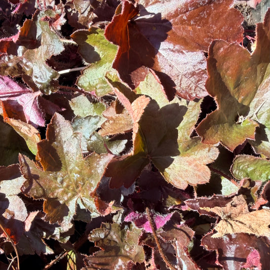 Heuchera x 'Molly Bush' (Coral Bells)