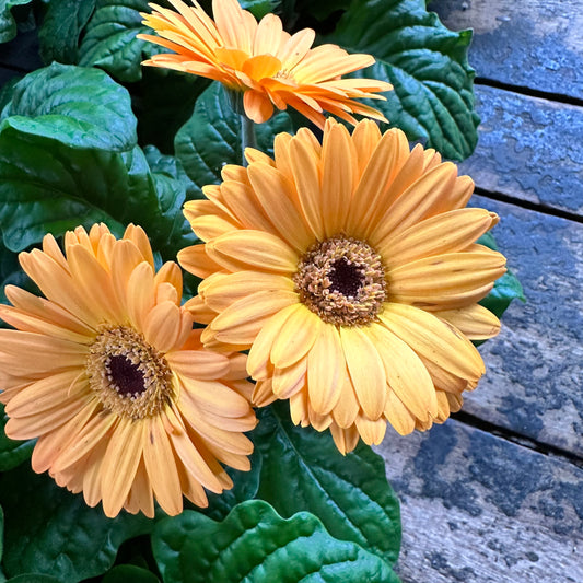 Gerbera daisy
