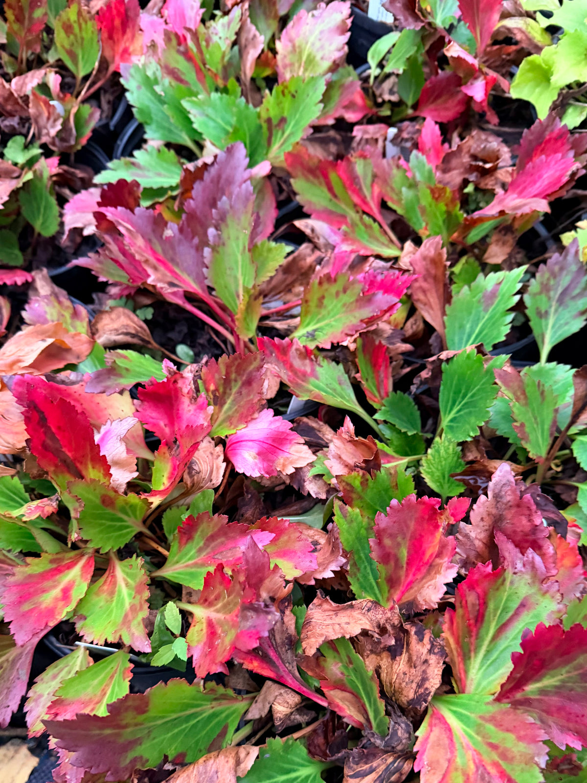 Mukgenia NOVA™ ‘Flame’