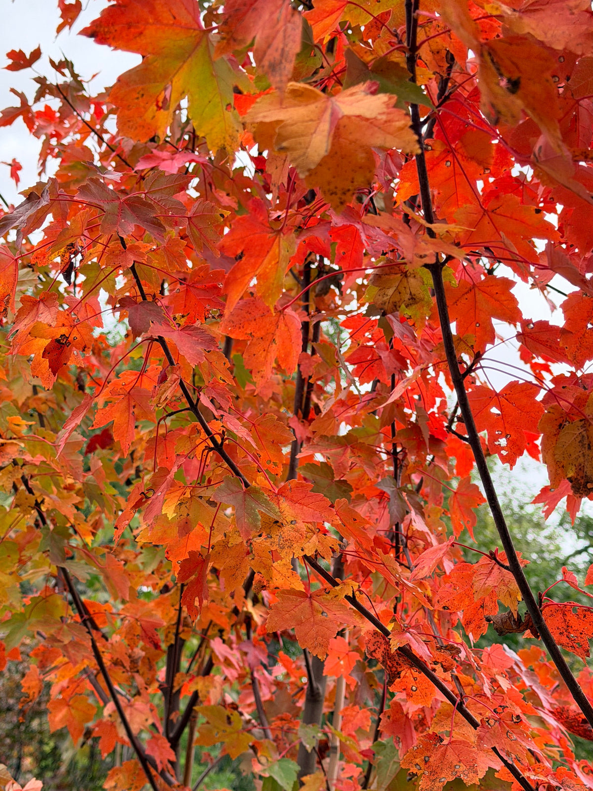 Acer rubrum 'Redpointe' (Red Maple) Tree