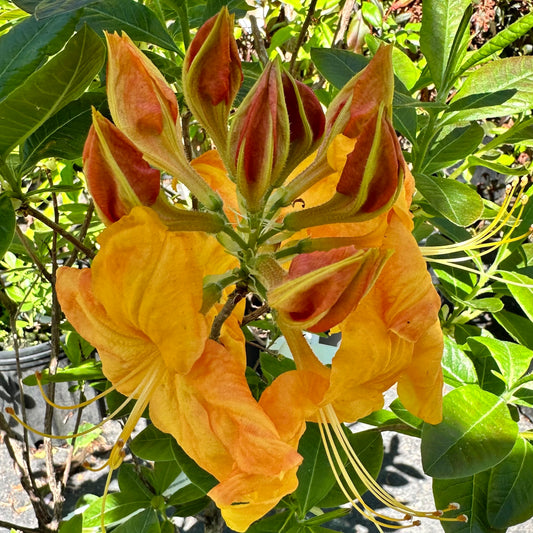 Azalea 'Klondyke'