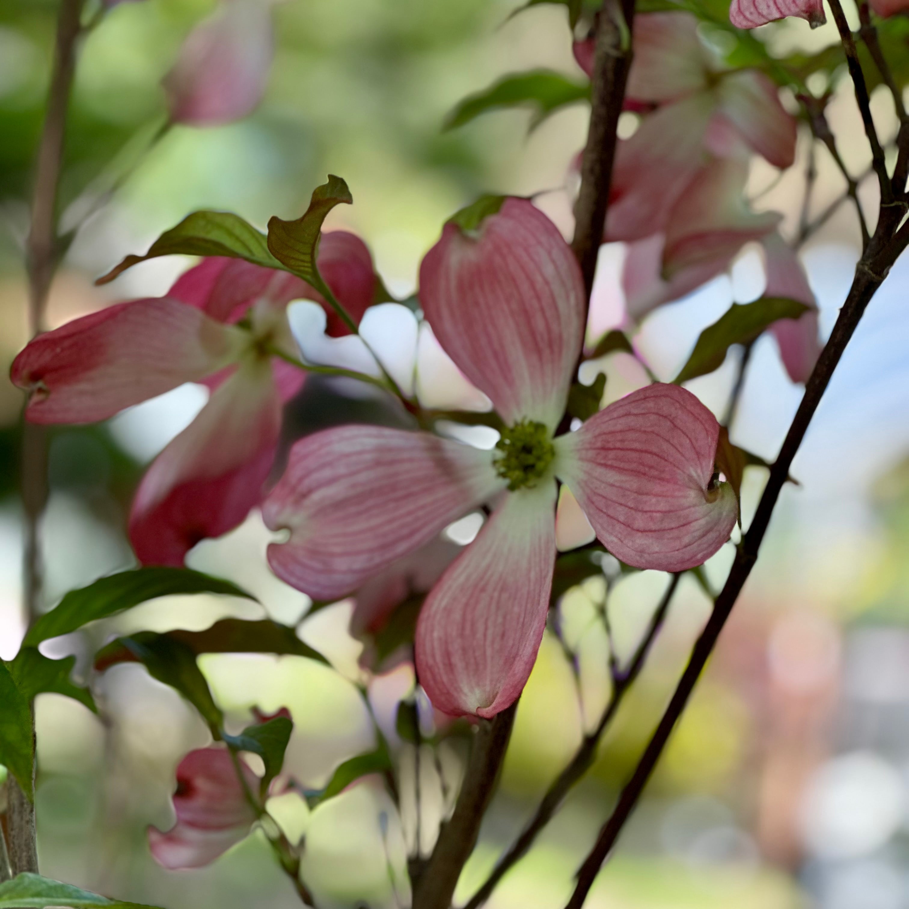 Appalachian Spring Tree Cornus florida 'Erica's Appalachian Sunrise' (Flowering Dogwood Tree ...