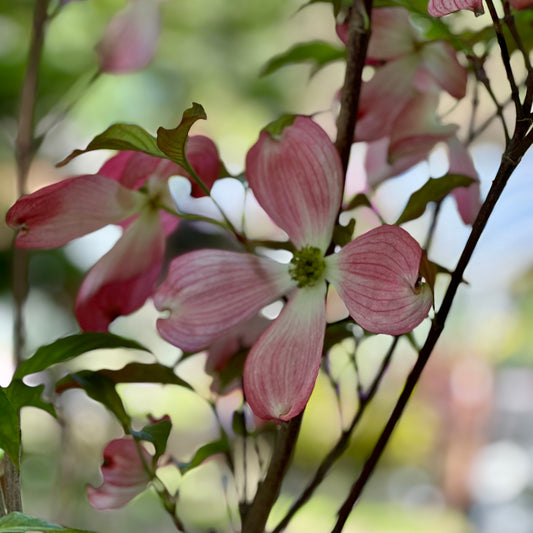 Cornus florida 'Erica's Appalachian Sunrise' (PPAF)(Flowering Dogwood Tree)