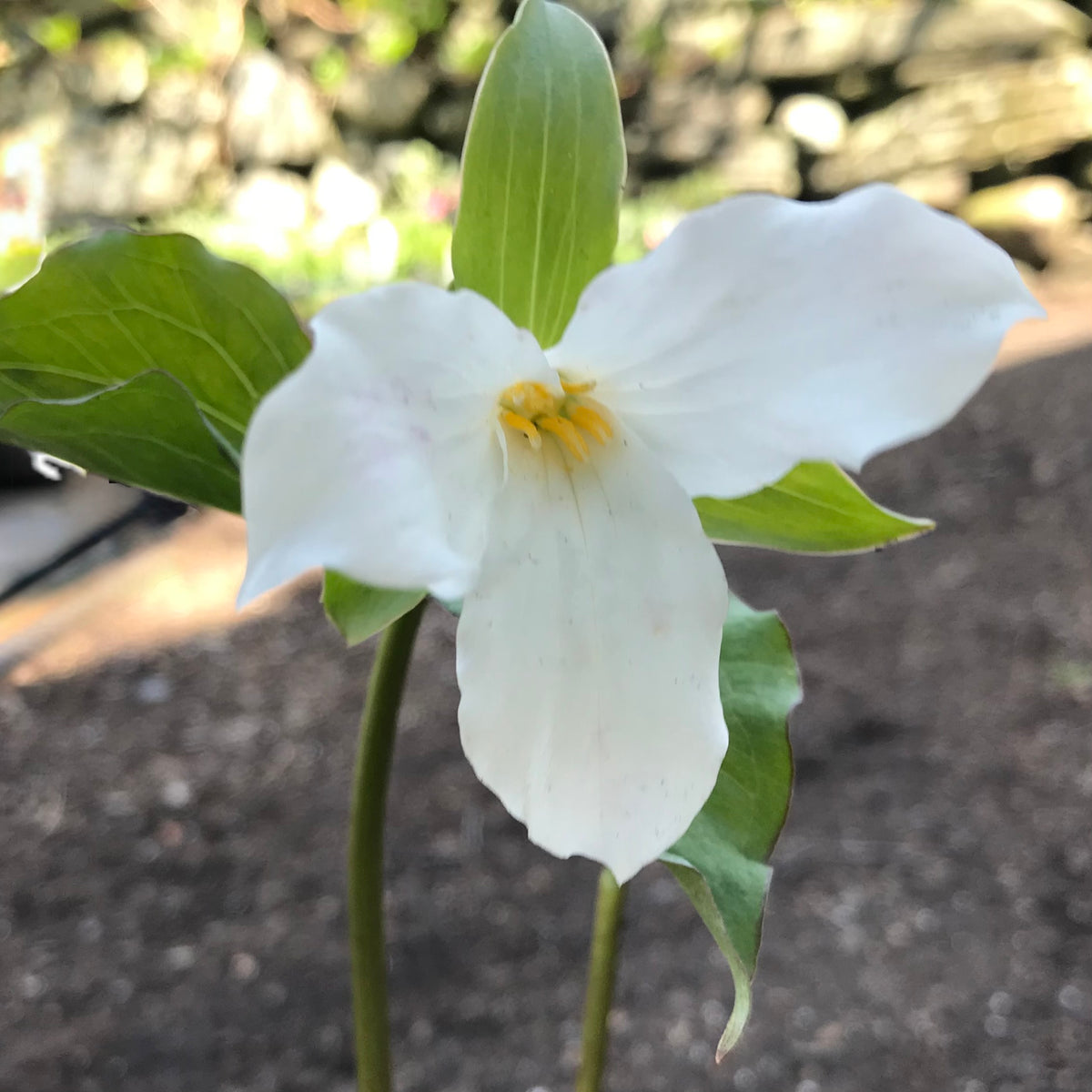 Trillium grandiflorum (White Wake-robin)