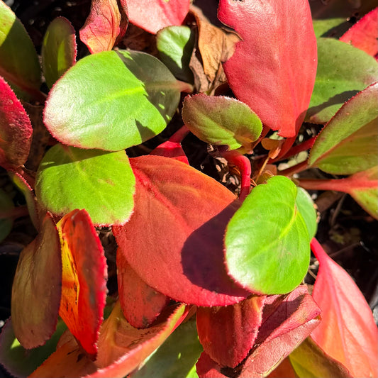 Bergenia x 'Vintage Blush'
