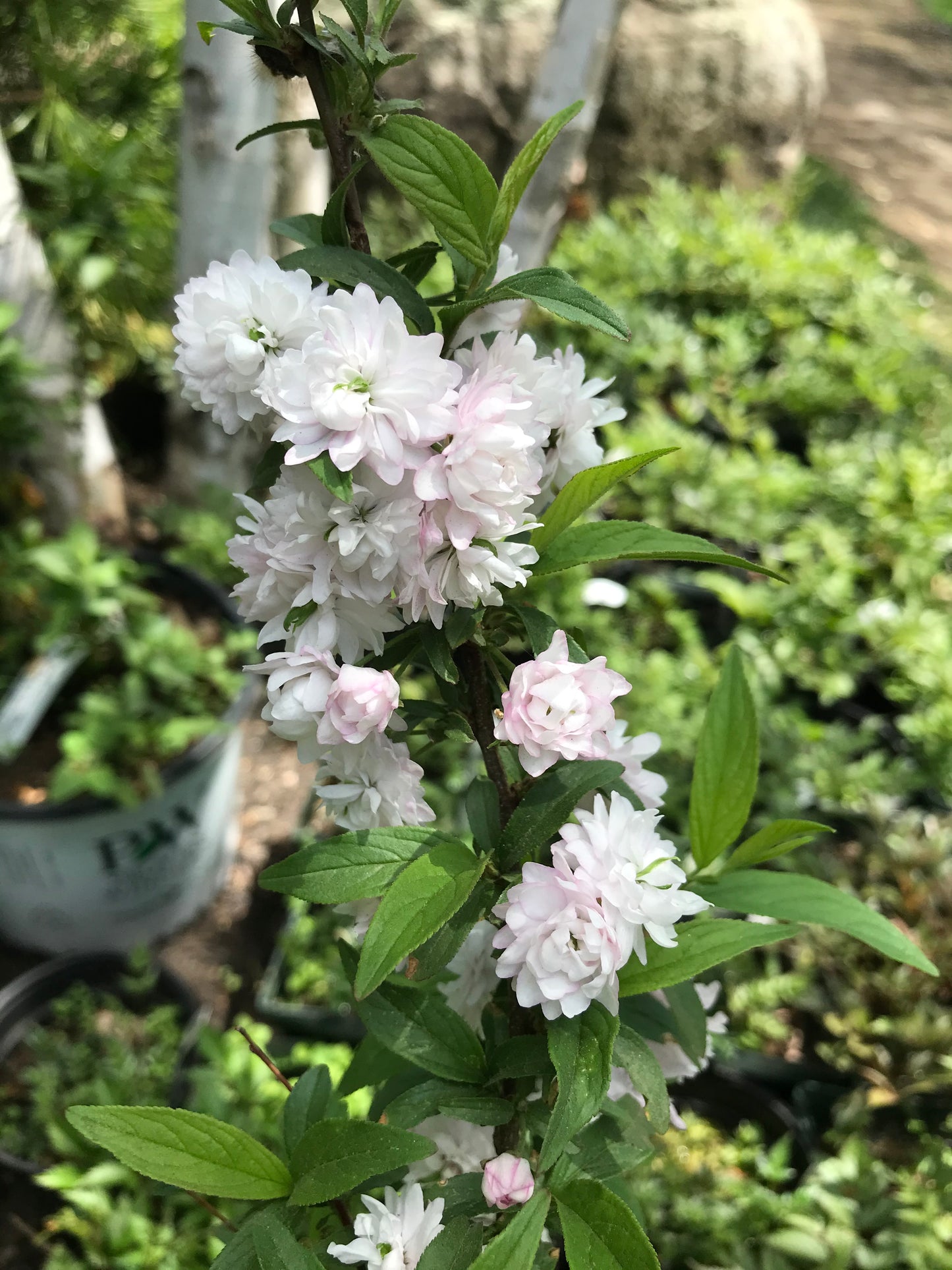 Prunus glandulosa  - Flowering Pink Almond