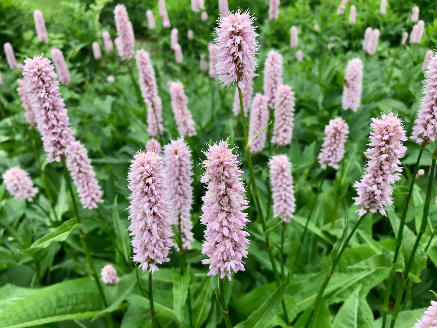Persicaria bistorta 'Suberba'