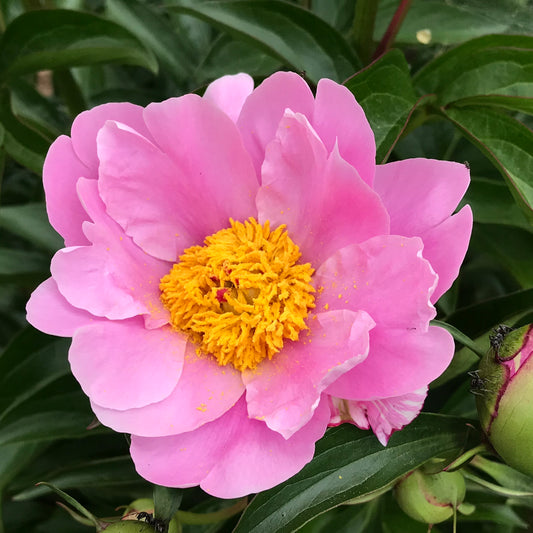 Paeonia lactiflora 'Nymph' (Peony)