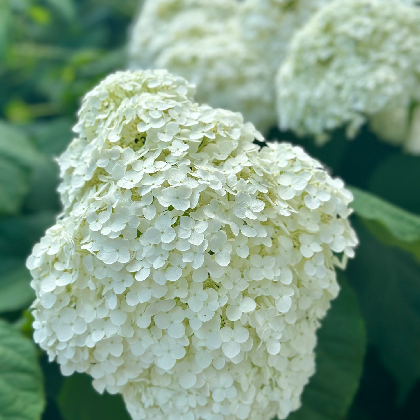 Hydrangea arborescens 'Annabelle' - (Shrub)