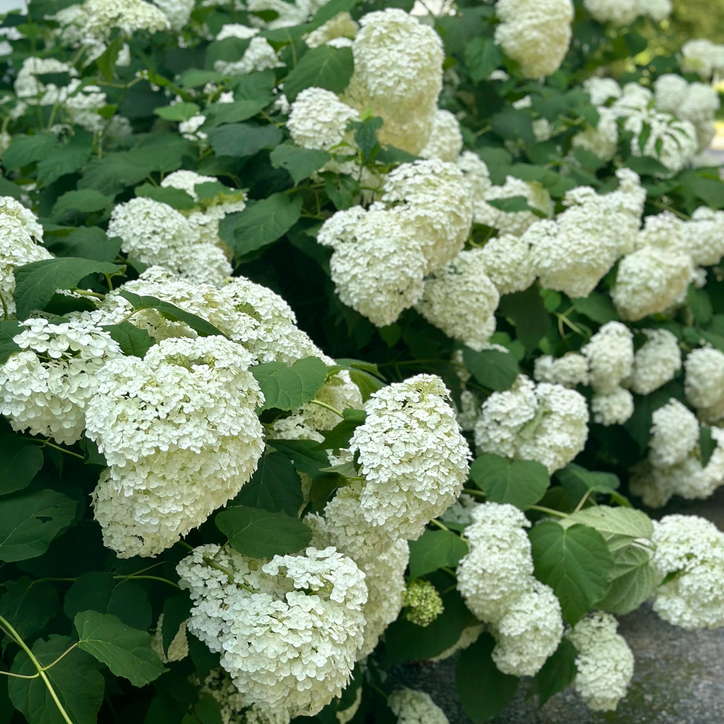 Hydrangea arborescens 'Annabelle' - (Shrub)