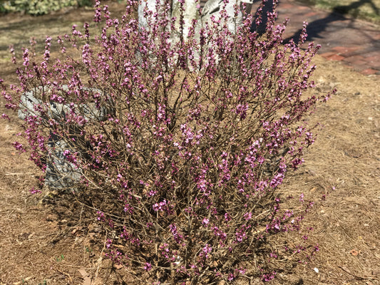 Daphne mezereum (February Daphne) shrub