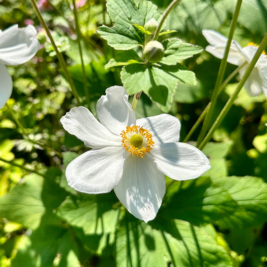 white flower