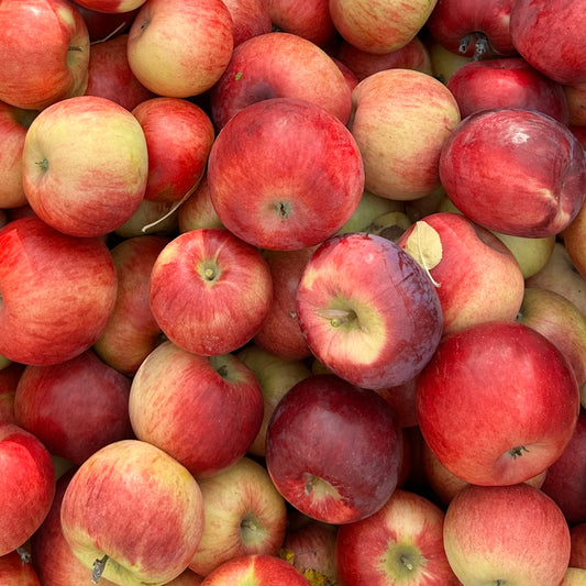Malus 'Honeycrisp' (Apple) Tree