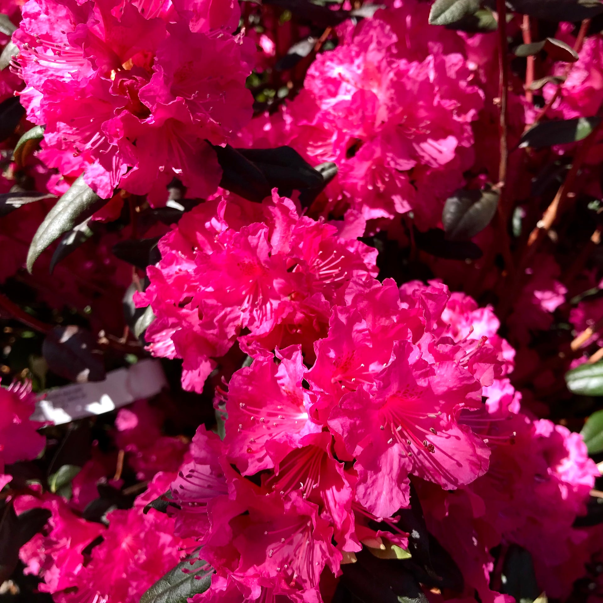 Rhododendron 'PJM Landmark'  Fieldstone Gardens Inc