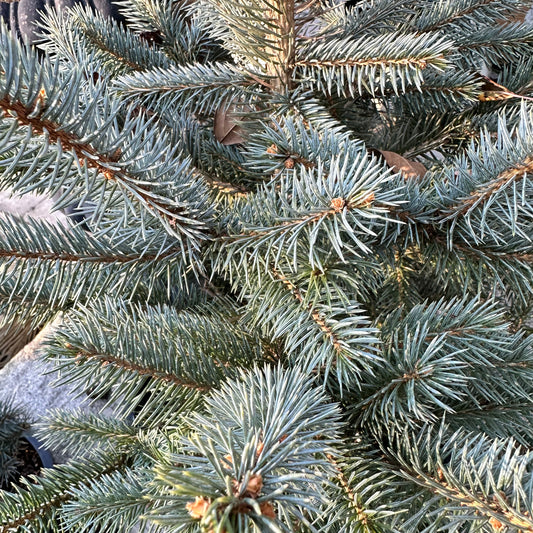 Picea pungens 'Baby Blue' - Dwarf Blue Spruce