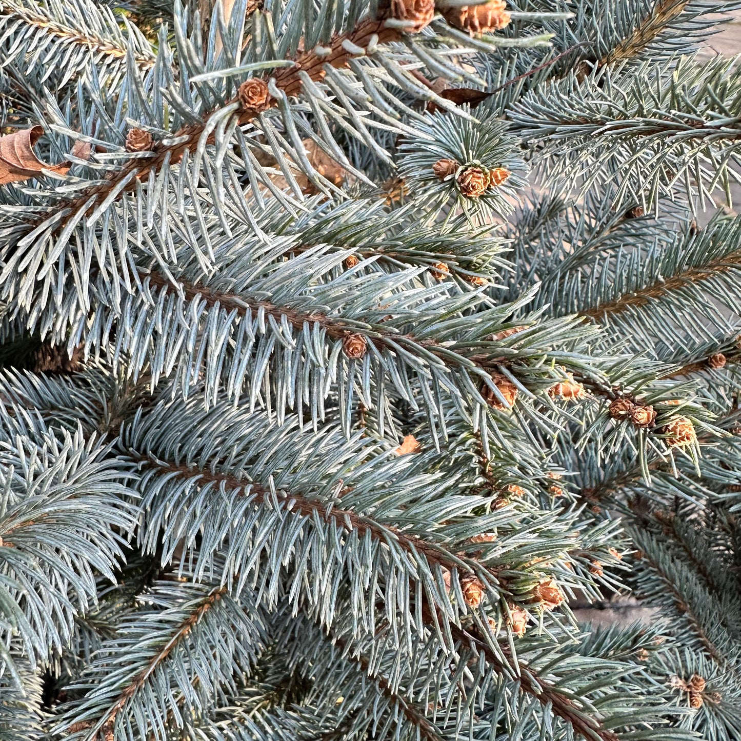 Picea pungens 'Fat Albert' Colorado Blue Spruce