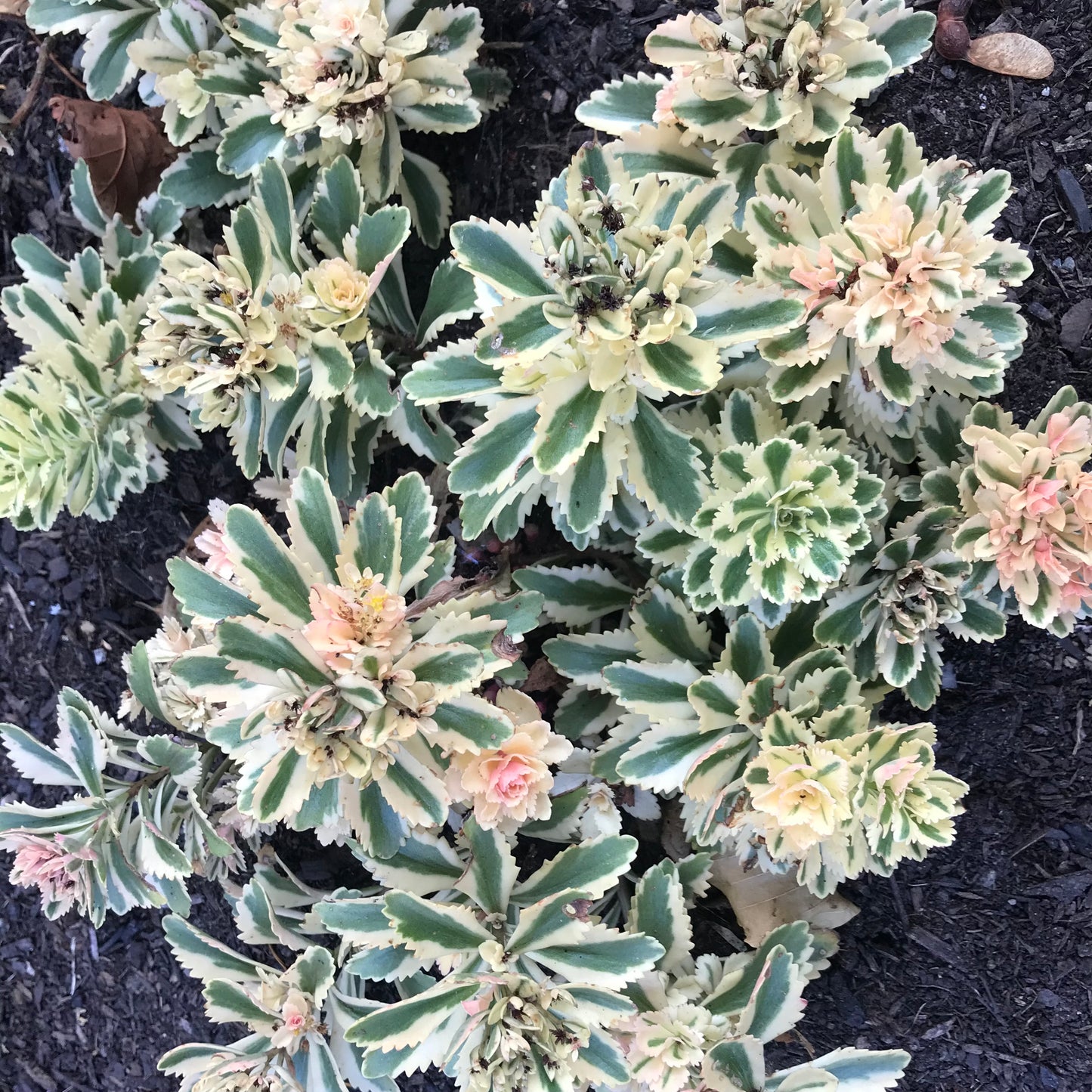 Sedum takesimense  'Atlantis'