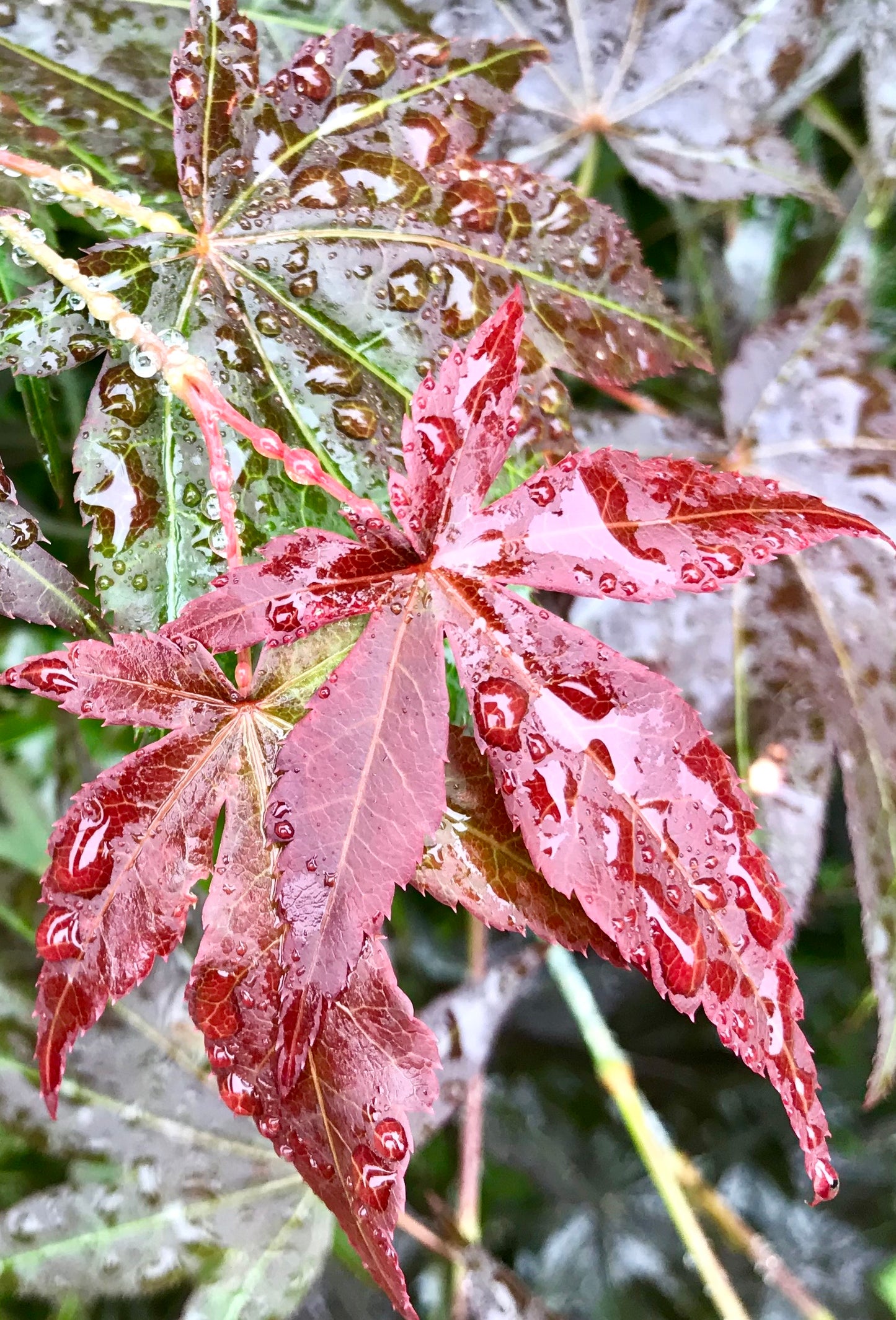 Acer plamatum 'Cider Hill' (Japanese Maple)