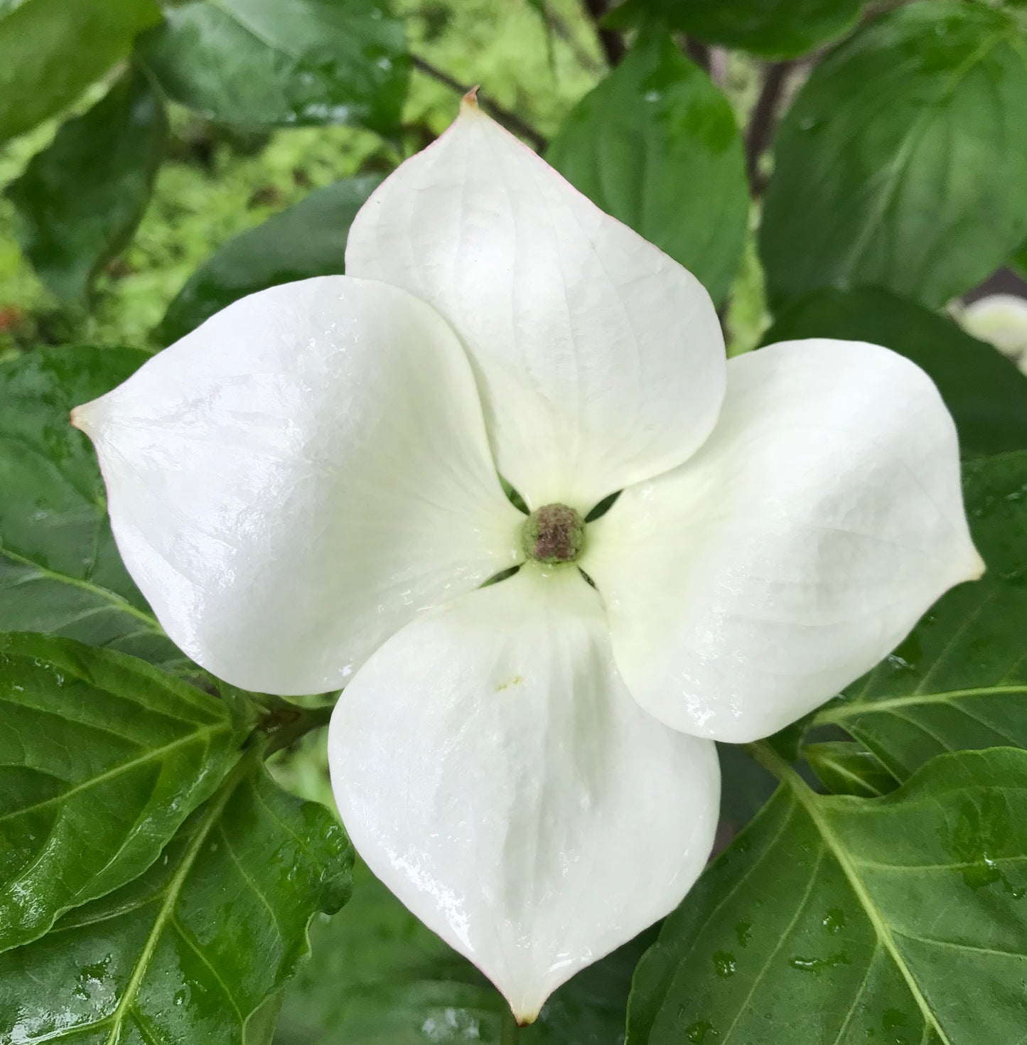 Cornus x 'Venus' ('KN30-8')- Flowering Dogwood Tree