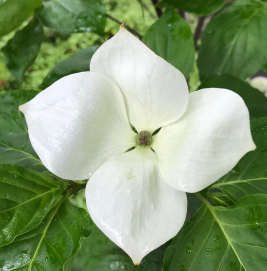 Cornus x 'Venus' ('KN30-8')- Flowering Dogwood Tree