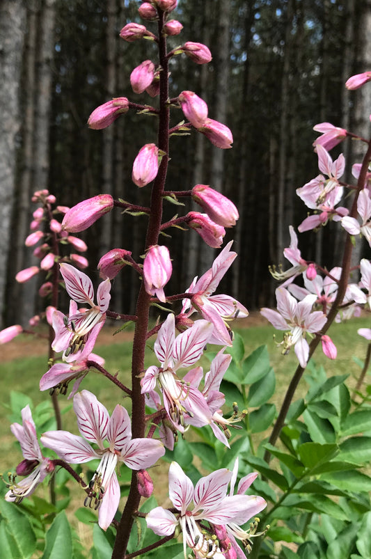 Dictamnus albus 'Purpureus' (Gas Plant)