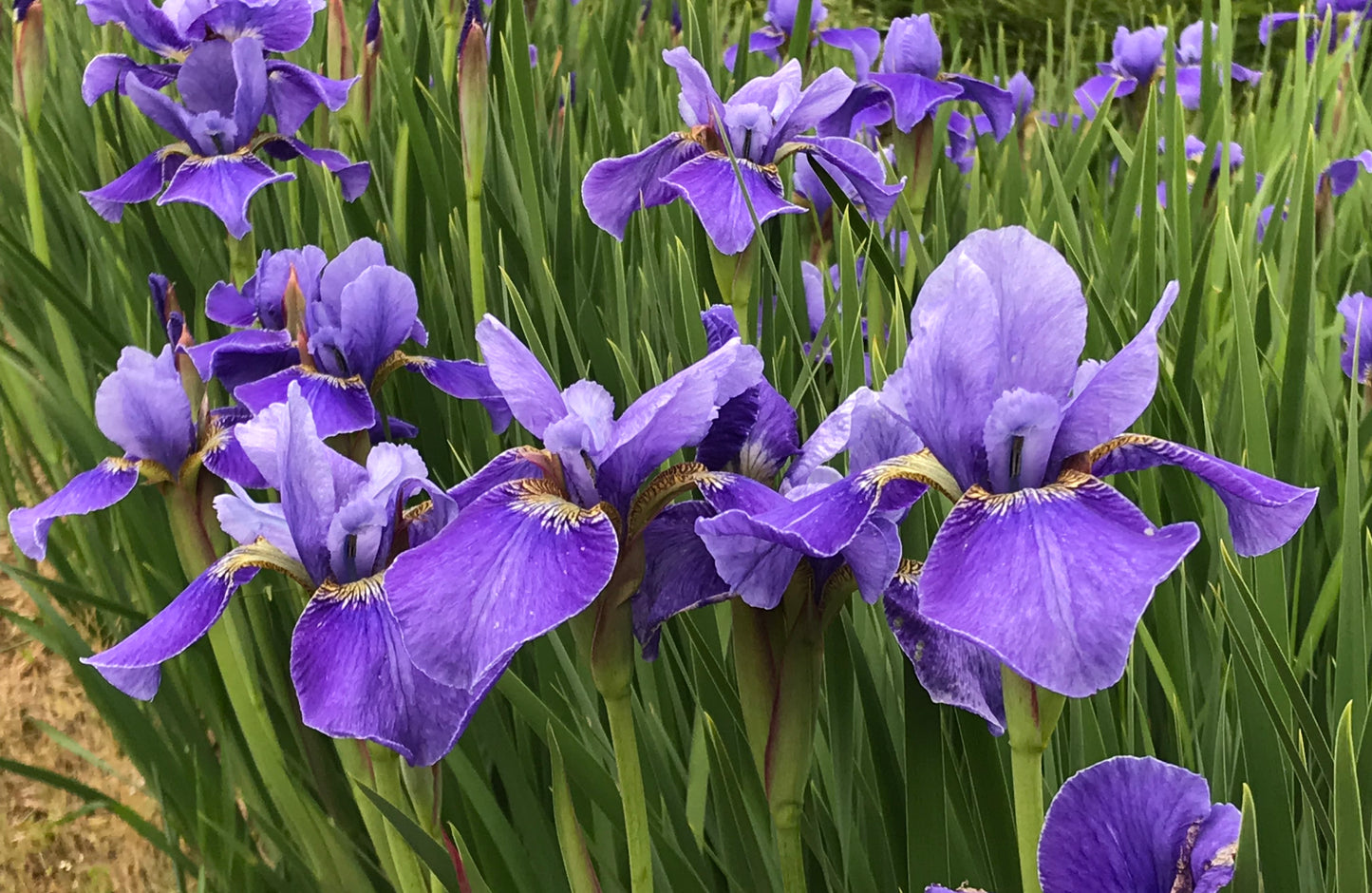 Iris sibirica  'Silver Edge'
