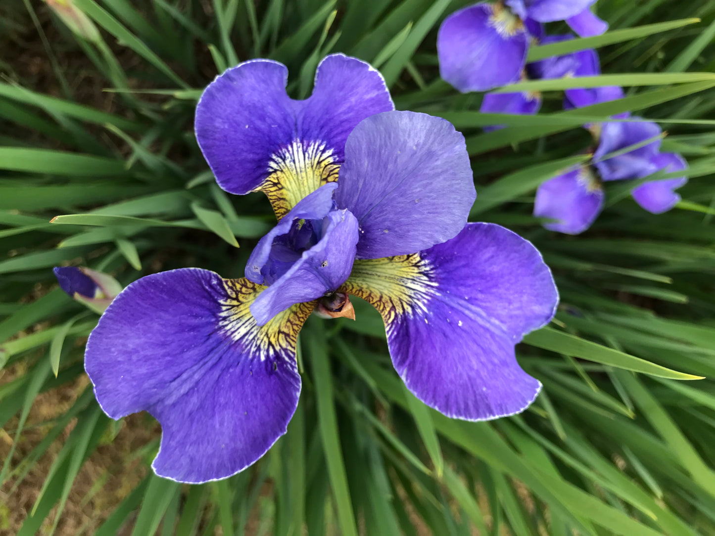 Iris sibirica  'Silver Edge'