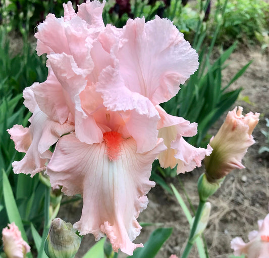 Iris germanica  'Beverly Sills'