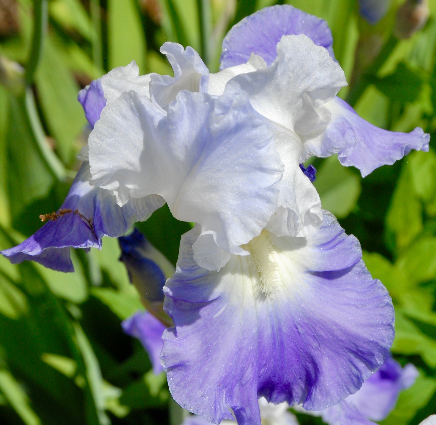 Iris germanica  'Clarence'