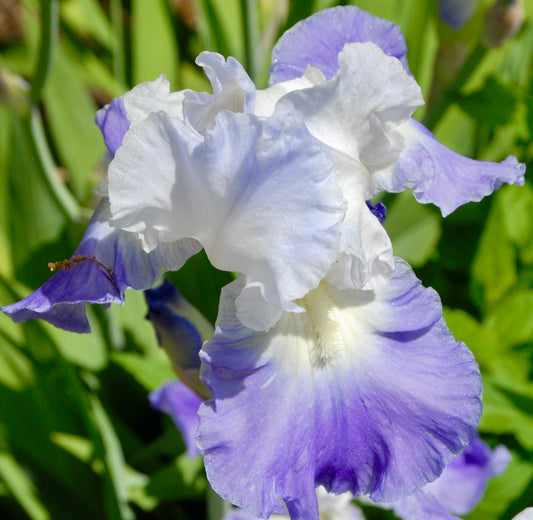 Iris germanica  'Clarence'