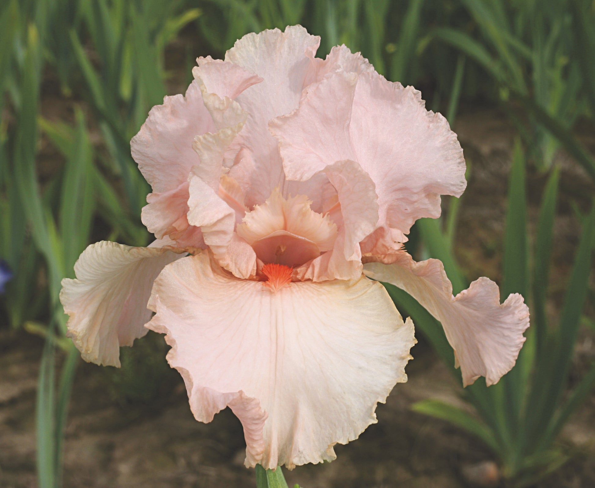 Iris germanica  'Peggy Sue'