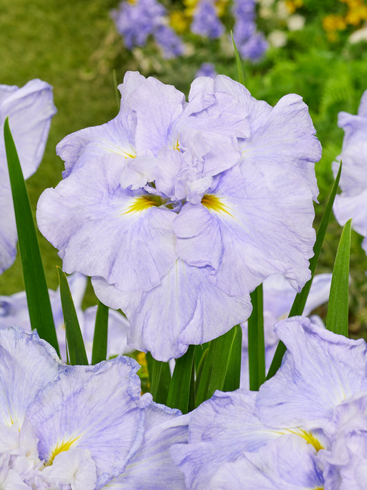 Iris ensata  'Dinnerplate Icecream'