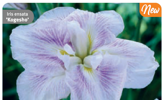 Iris ensata 'Kogesho'