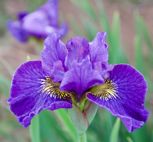 Iris sibirica  'Another Pretty Face'