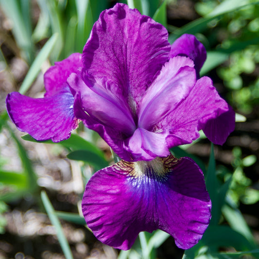 Iris sibirica  'Ruby Kiss'
